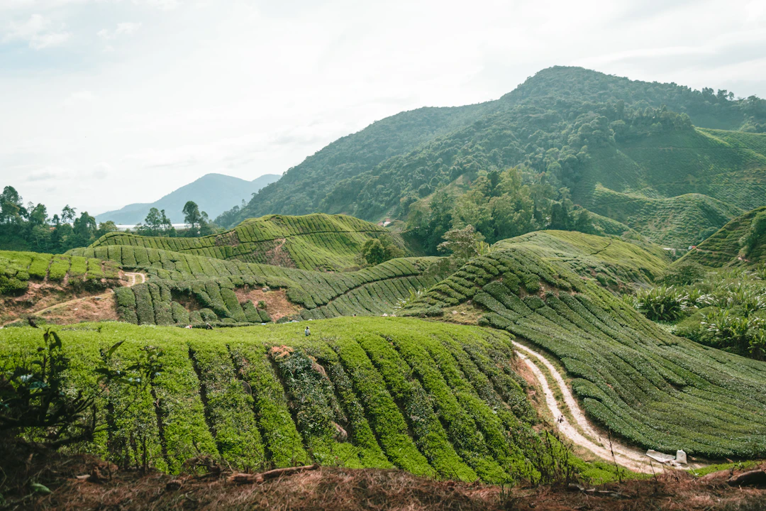 3-Day Cameron Highlands Family Itinerary | Relaxed Travel