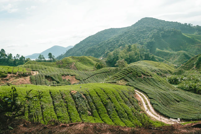 3-Day Cameron Highlands Family Itinerary | Relaxed Travel