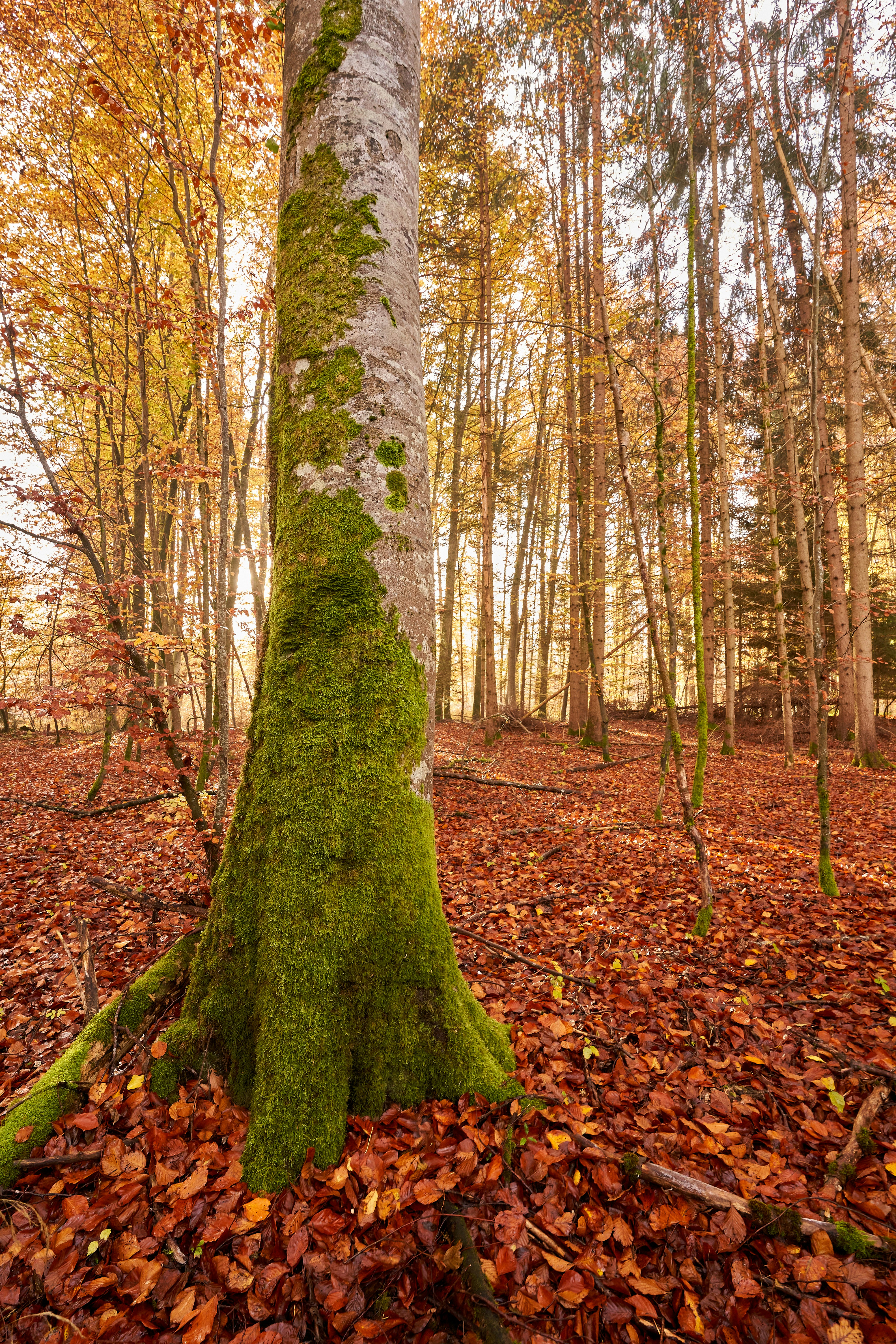 Photo by wolfgang_hasselmann