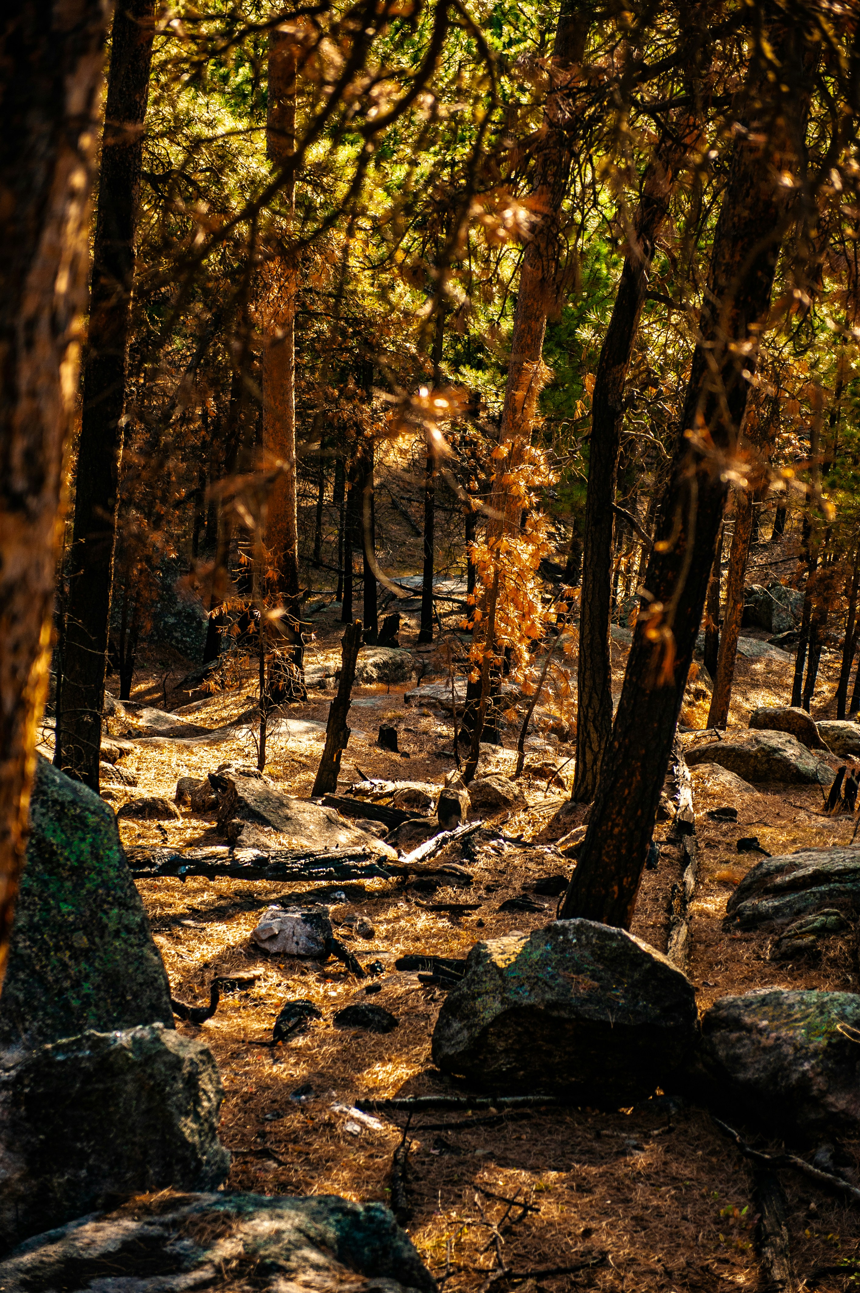 a rocky path through a forest