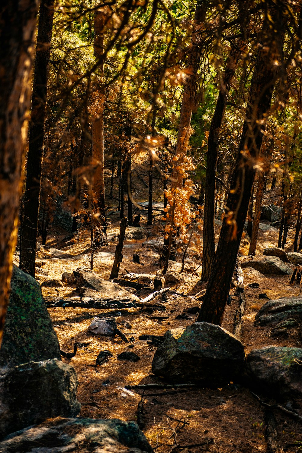 a rocky path through a forest