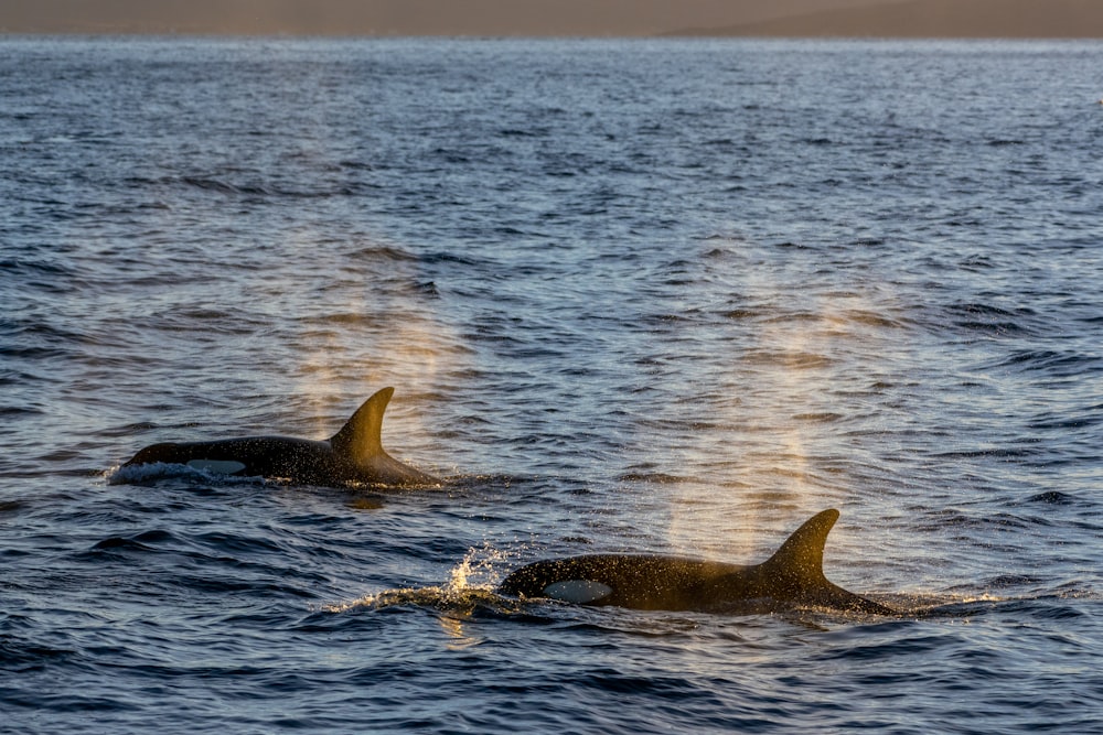 a group of dolphins swimming in the water