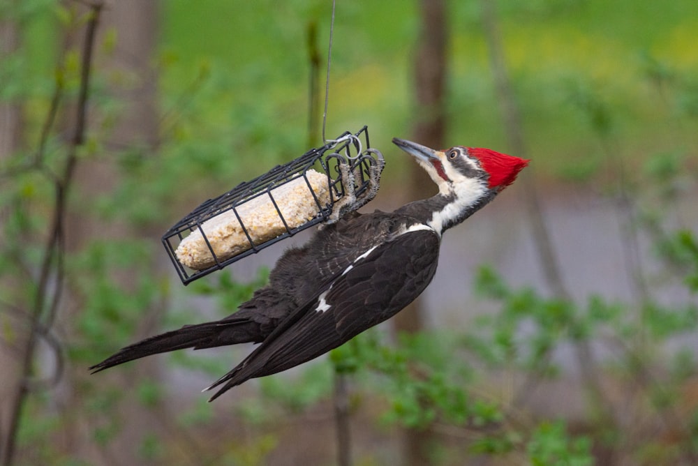 a bird with a red head