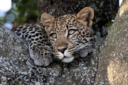 a leopard lying on a rock