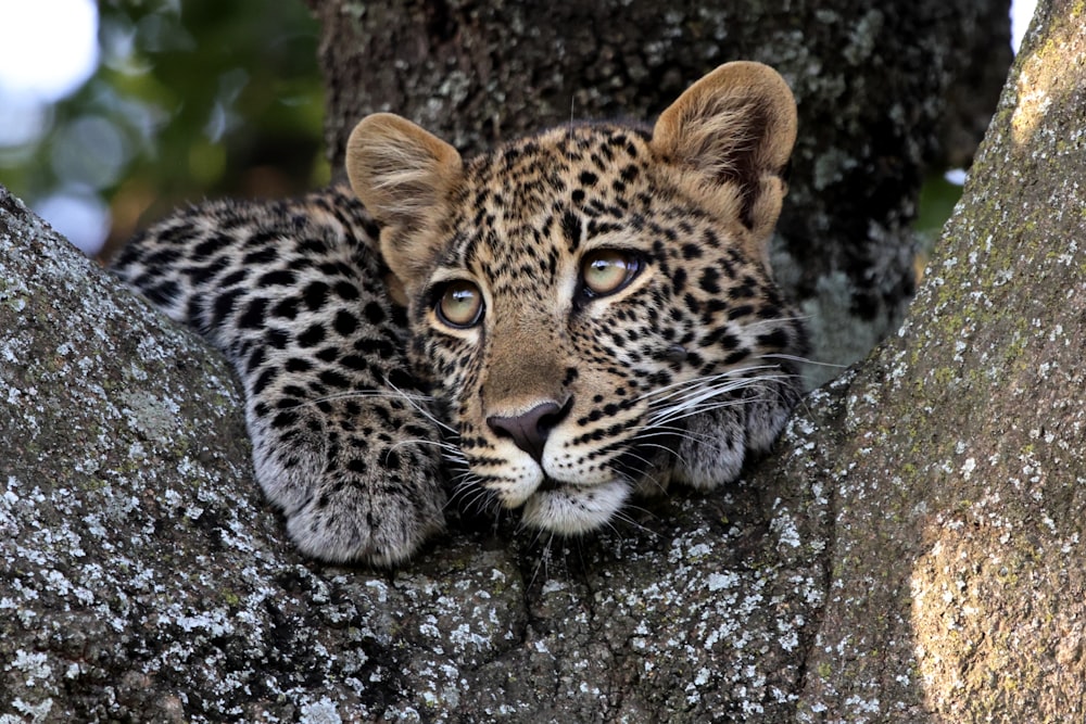 a leopard lying on a rock