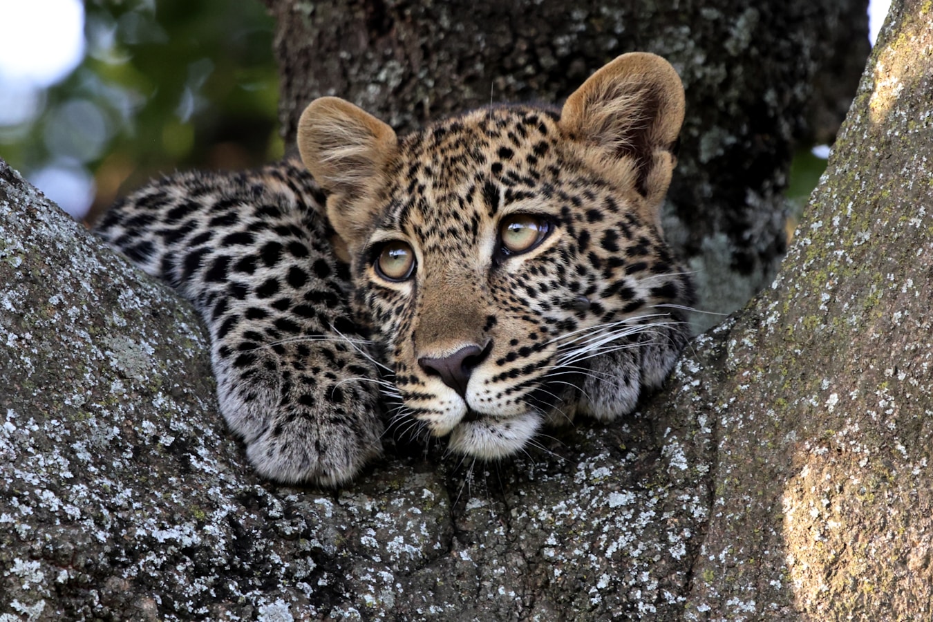 pensive young leopard on a rock