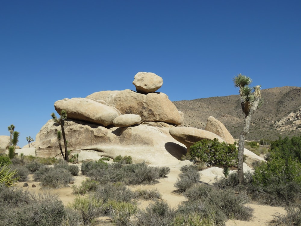 a desert landscape with rocks and trees