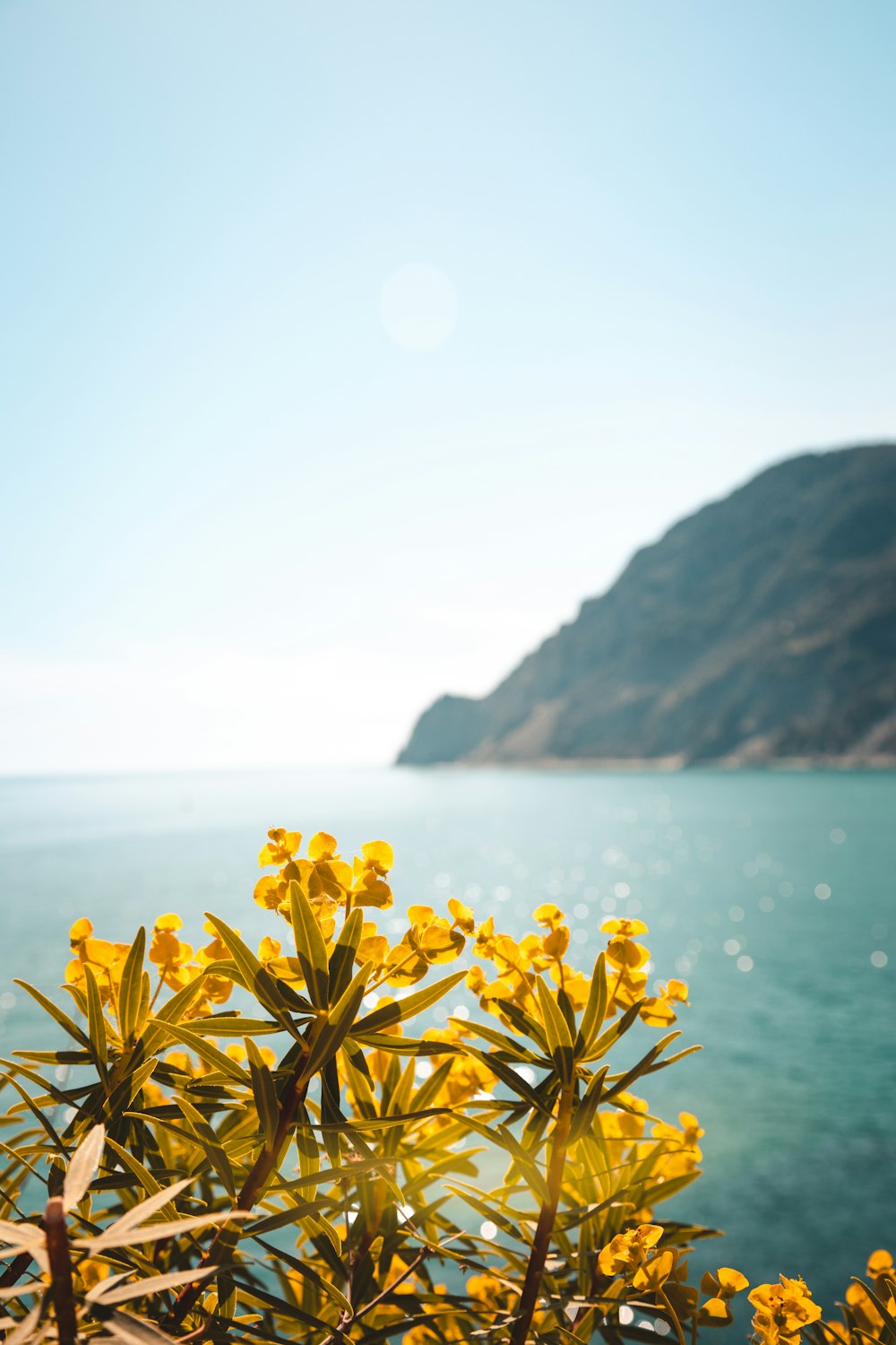 yellow flowers in front of a body of water