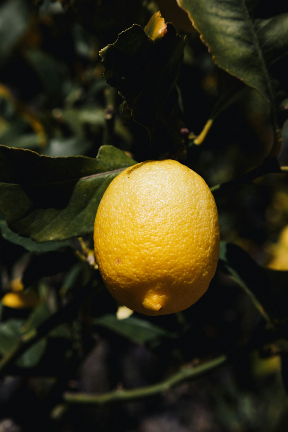 a lemon from a tree