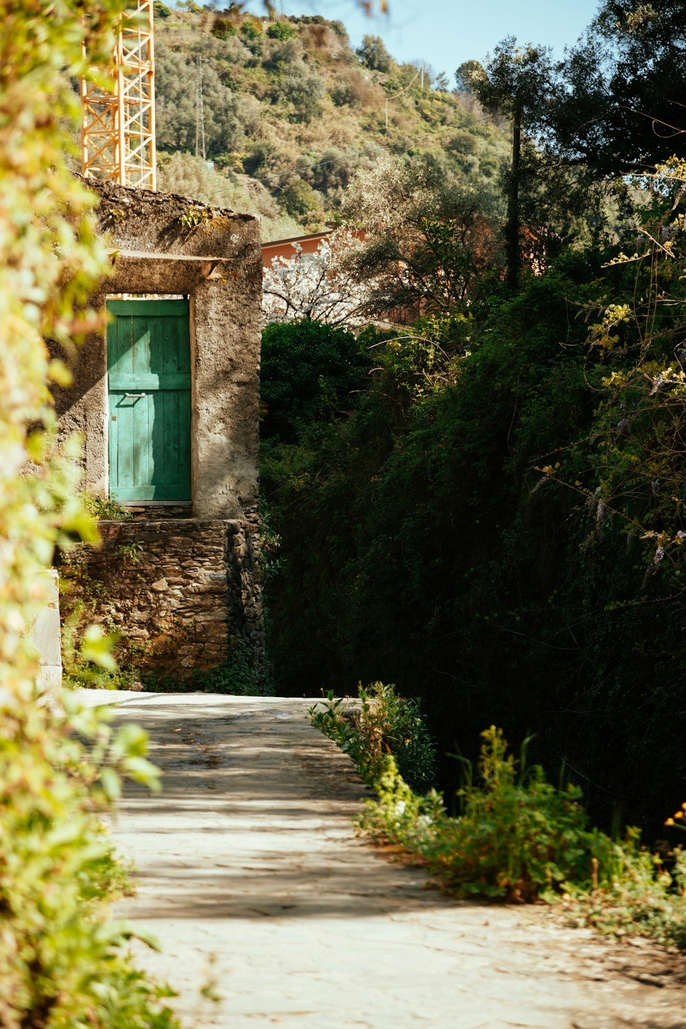 a path with bushes and trees on the side