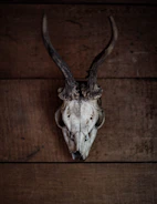 A beautifully crafted deer mount displayed on a rustic wooden wall.