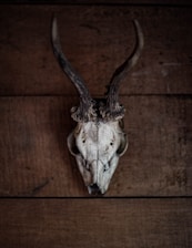 A deer skull with prominent antlers mounted on a wooden wall. The texture of the wood contrasts with the weathered, bleached bone of the skull, creating an earthy and rustic appearance.