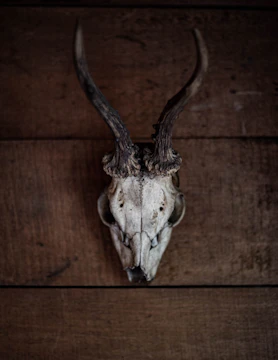A beautifully crafted deer mount displayed on a rustic wooden wall.