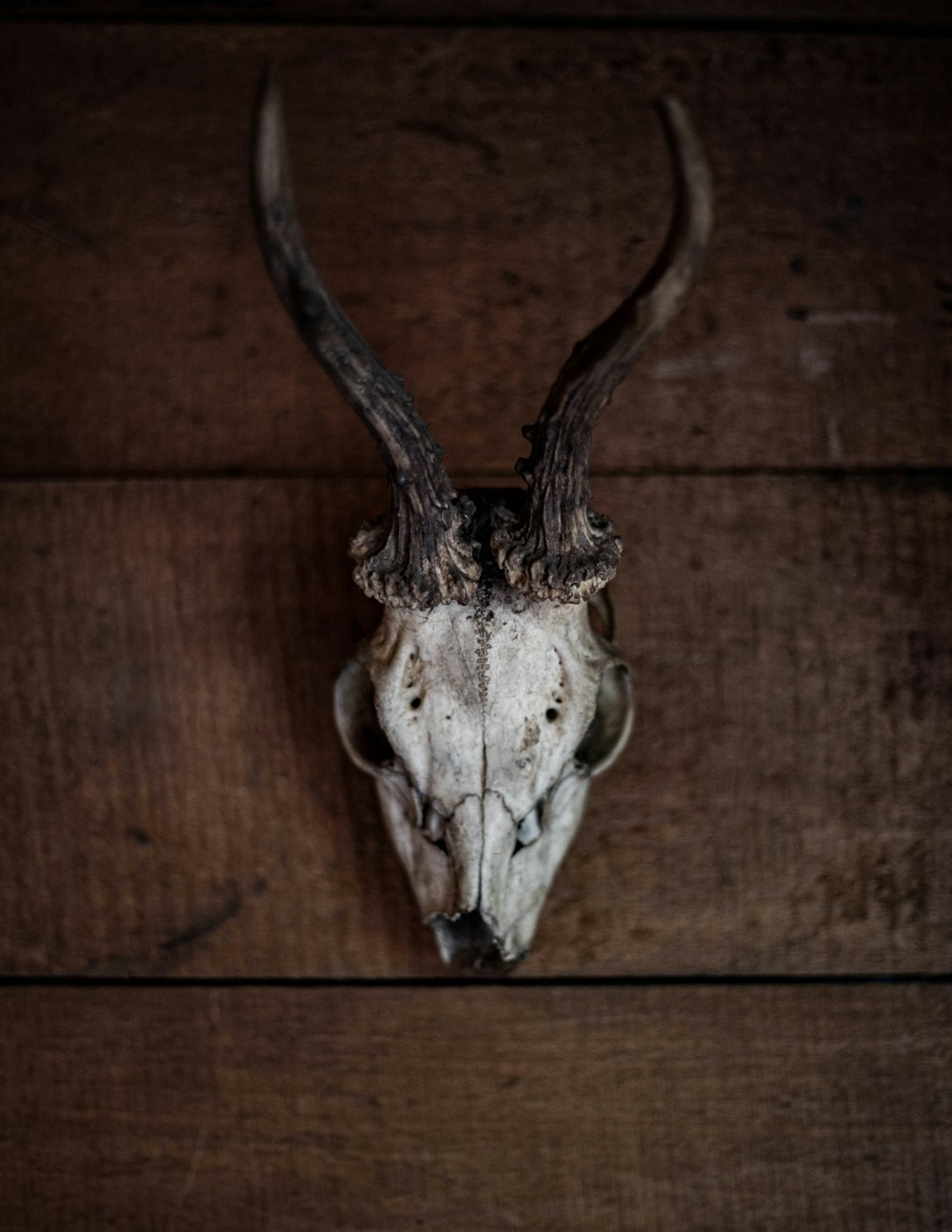 a moth on a wood surface