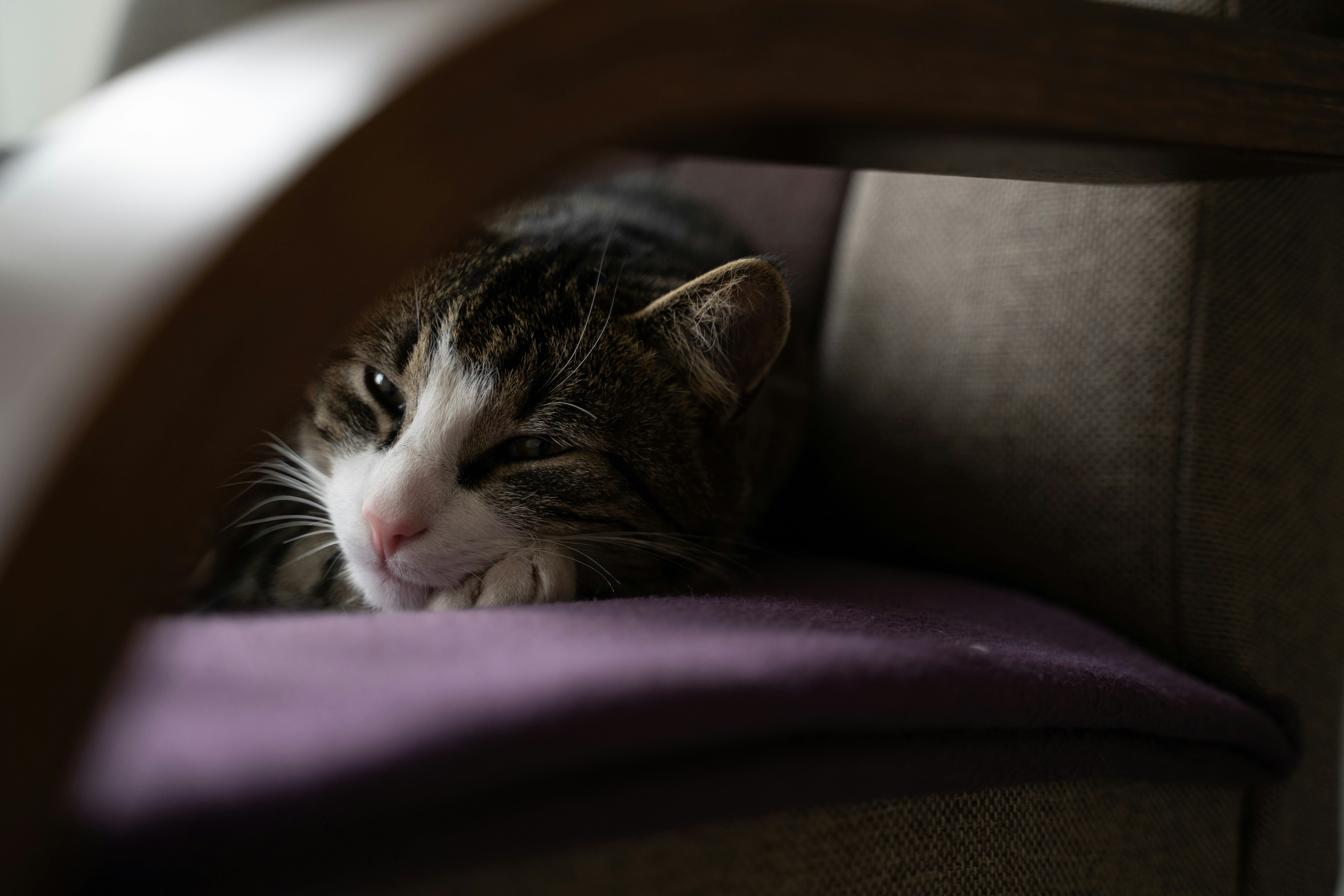 Favorite Spots: Copycat Comfort (image credits: unsplash)