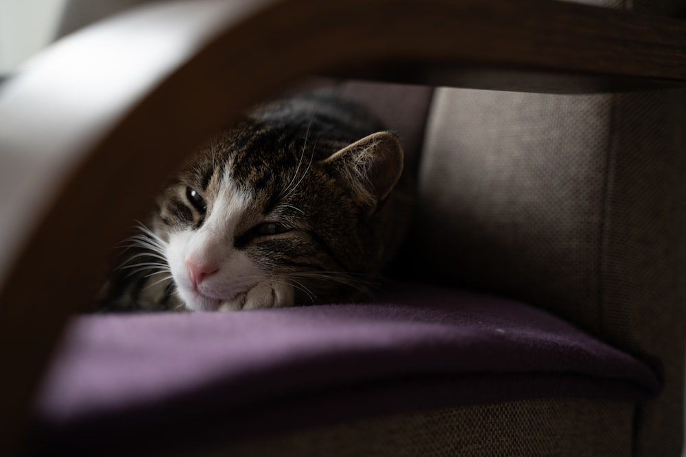 a cat lying on a couch