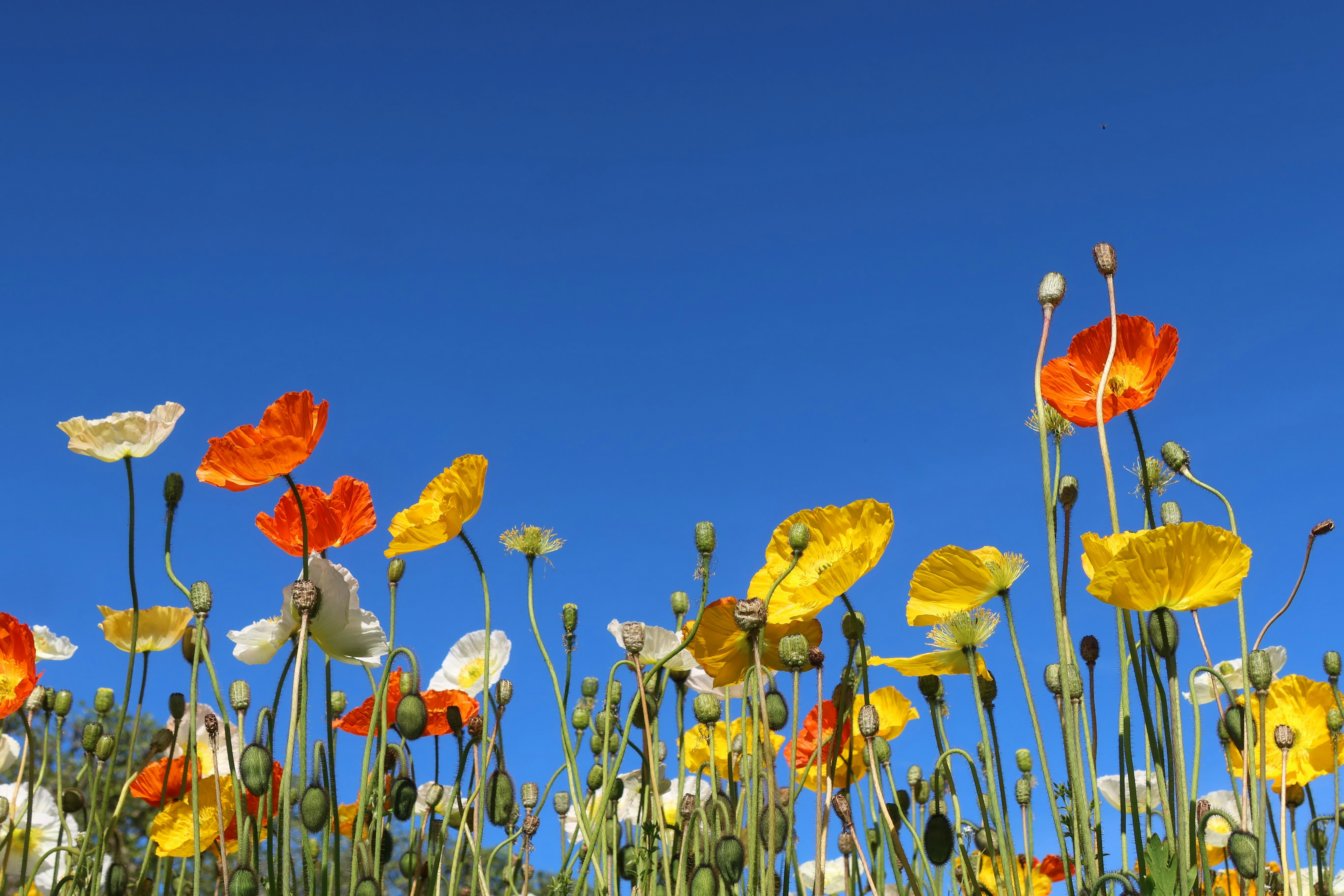 Photo by chrislinnett