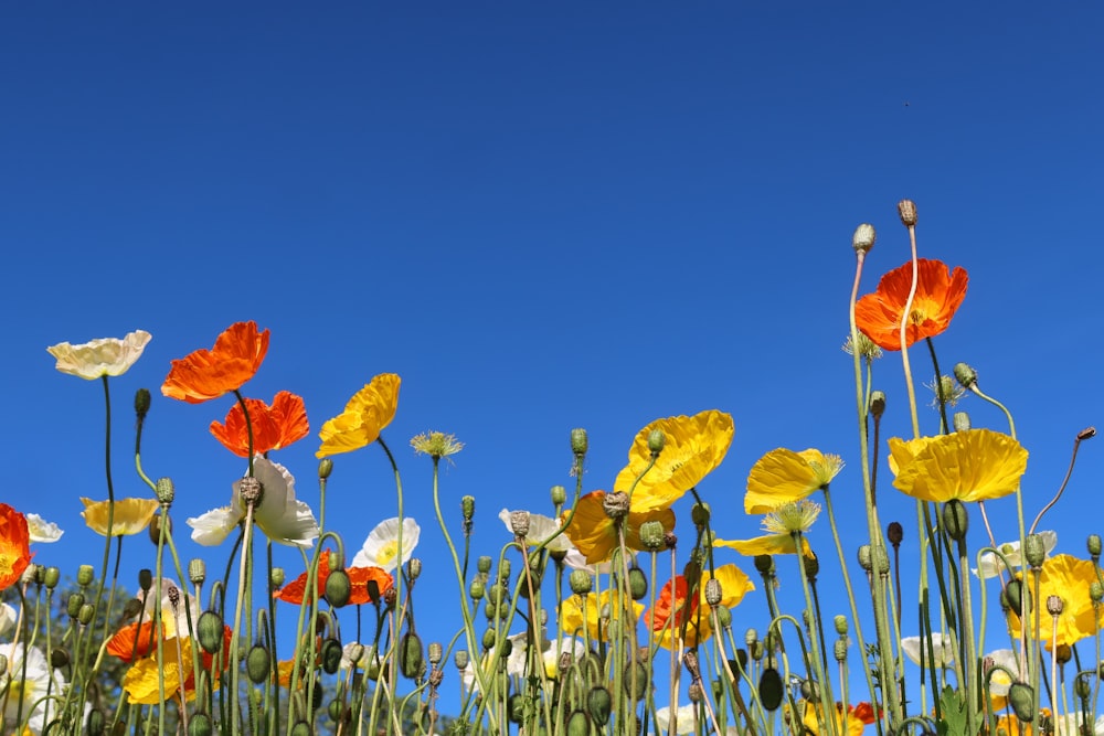 a field of flowers