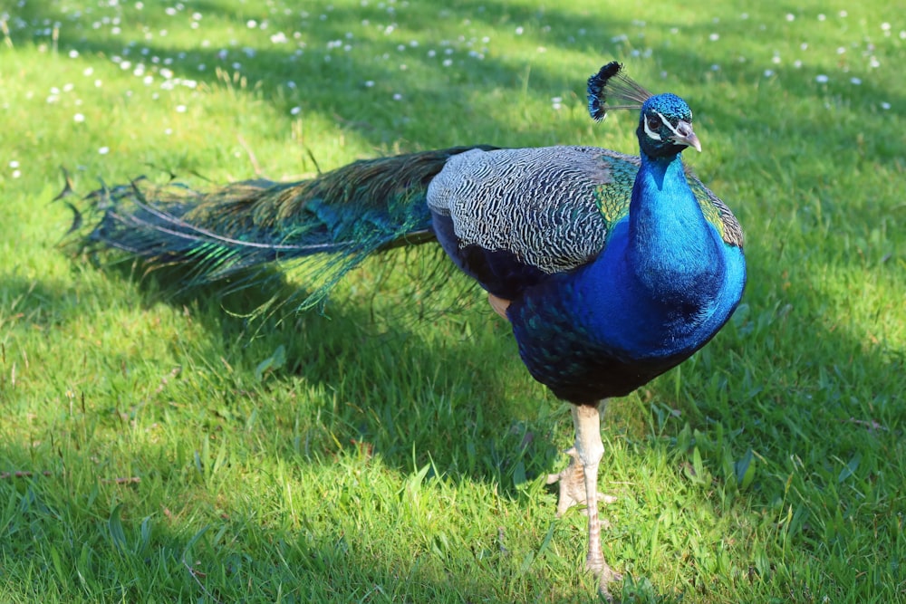 a peacock standing in the grass