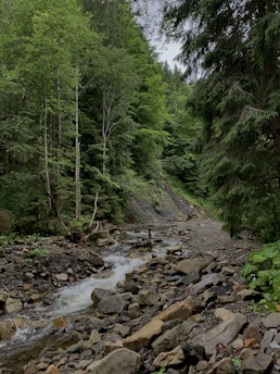 A lush forest scene with a small stream flowing through a rocky bed, surrounded by dense green foliage and tall trees. The watercourse winds gently, creating a serene and natural atmosphere. The diverse shades of green indicate a healthy environment with rich vegetation.