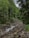 A lush forest scene with a small stream flowing through a rocky bed, surrounded by dense green foliage and tall trees. The watercourse winds gently, creating a serene and natural atmosphere. The diverse shades of green indicate a healthy environment with rich vegetation.
