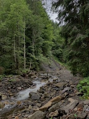 A lush forest scene with a small stream flowing through a rocky bed, surrounded by dense green foliage and tall trees. The watercourse winds gently, creating a serene and natural atmosphere. The diverse shades of green indicate a healthy environment with rich vegetation.
