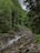 A lush forest scene with a small stream flowing through a rocky bed, surrounded by dense green foliage and tall trees. The watercourse winds gently, creating a serene and natural atmosphere. The diverse shades of green indicate a healthy environment with rich vegetation.