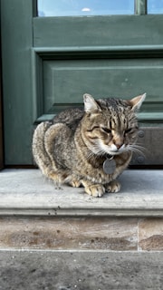 A tabby cat is sitting on a stone doorstep in front of a green wooden door. The cat has a striped pattern and wears a round identification tag on its collar.