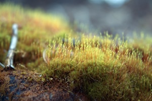 Tutor Musgo Sphagnum