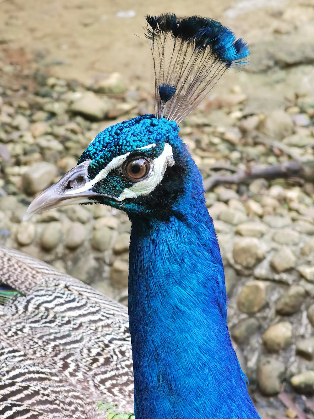 Un pájaro azul con una cola larga