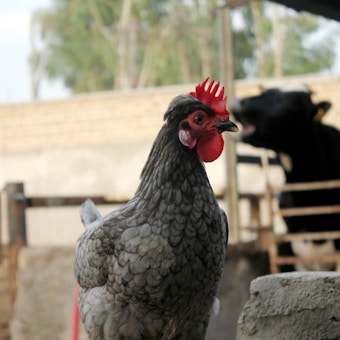 A close-up of a chicken with a red comb in focus, standing in what appears to be a farm setting. In the background, there is a blurred silhouette of a cow inside a pen, suggesting an open-air or barn environment. The chicken's feathers are gray, and the background has earthy tones with some green vegetation visible.