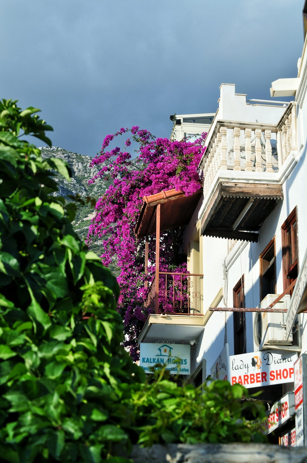 a building with a large flowering tree