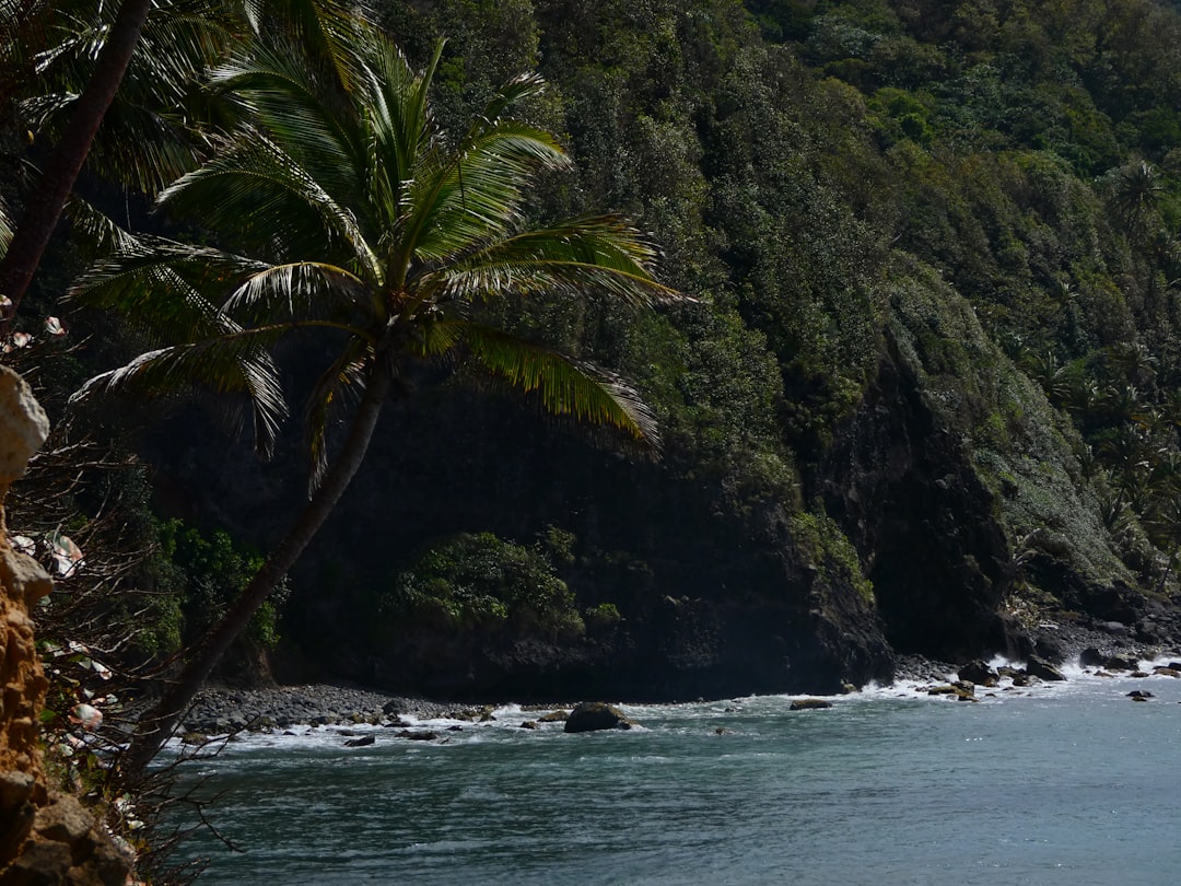 a tropical beach with palm trees,