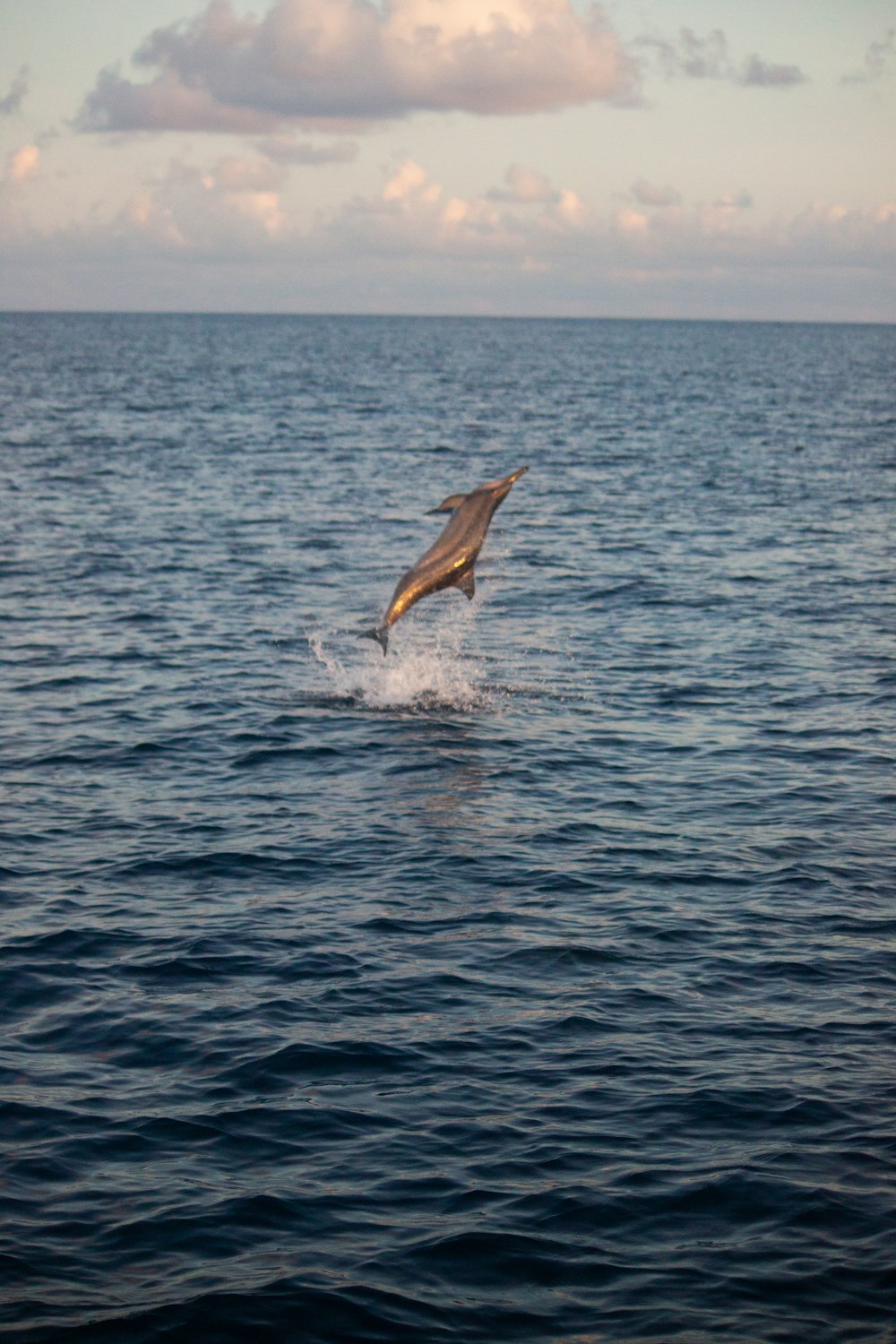 a fish jumping out of the water