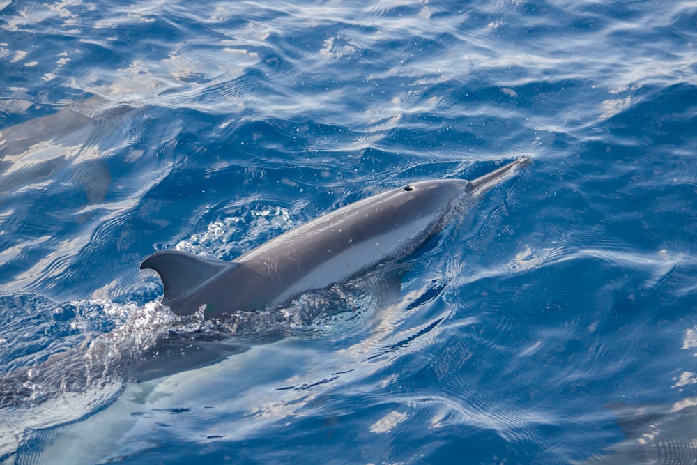 a whale in the water