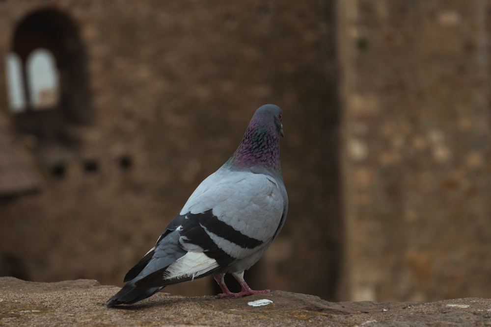 a pigeon standing on a rock