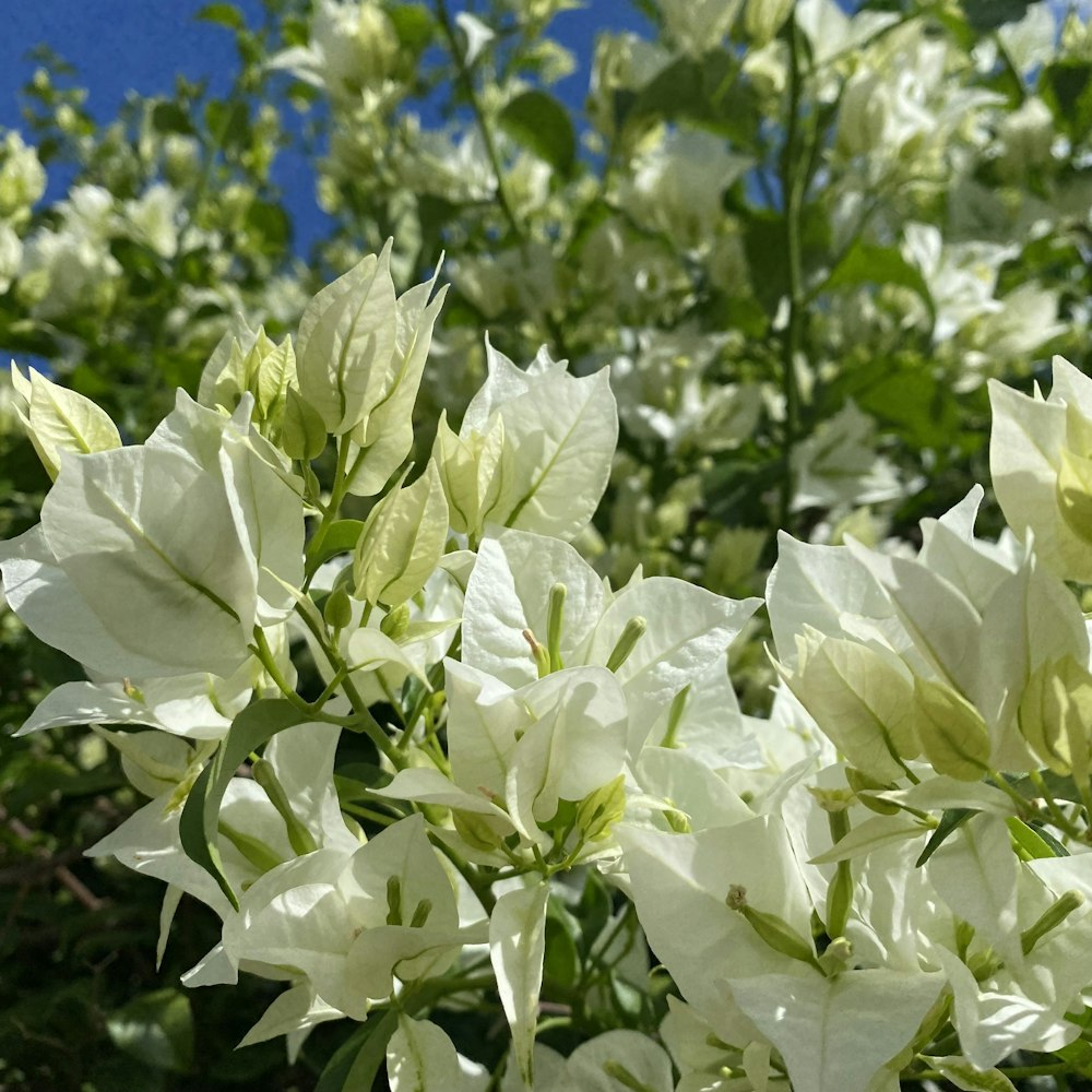 Un primer plano de flores blancas