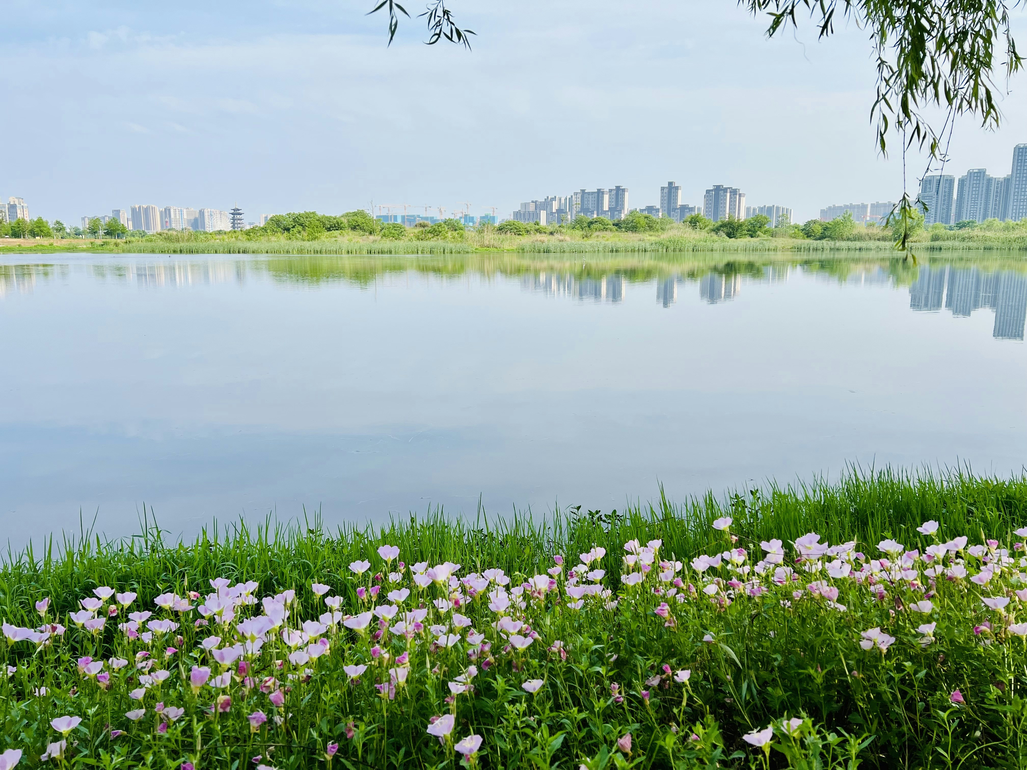 a body of water with flowers and a city in the background