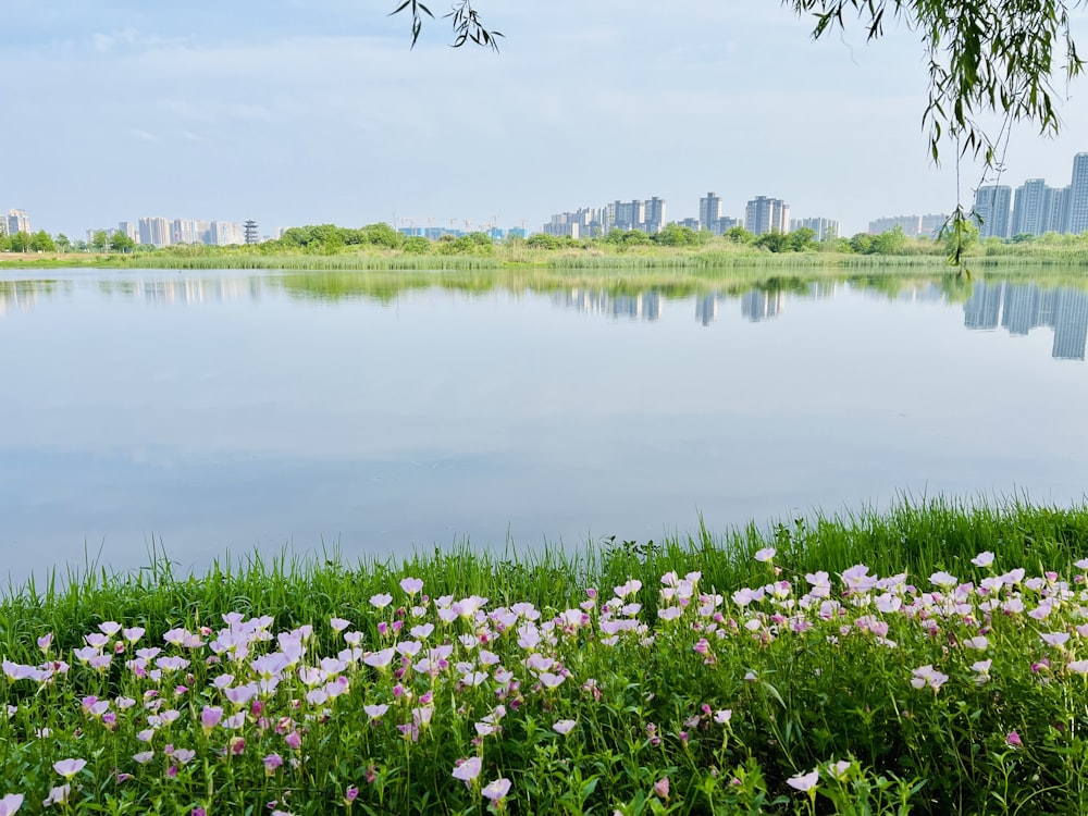 a body of water with flowers and a city in the background