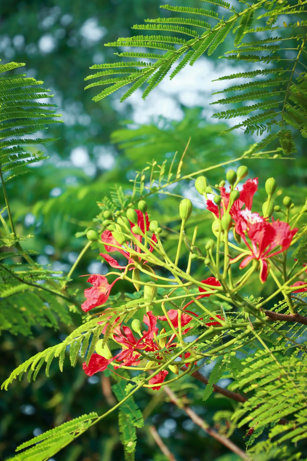 a close up of a plant