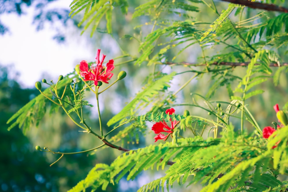 Nahaufnahme einer Blume