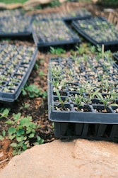 a group of plants in a garden