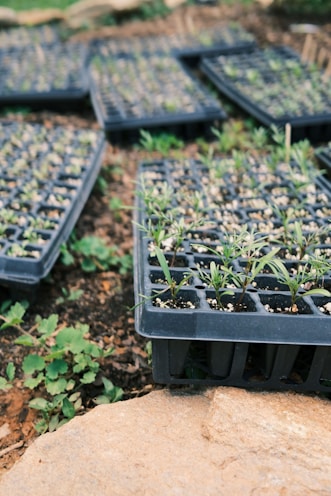 a group of plants in a garden