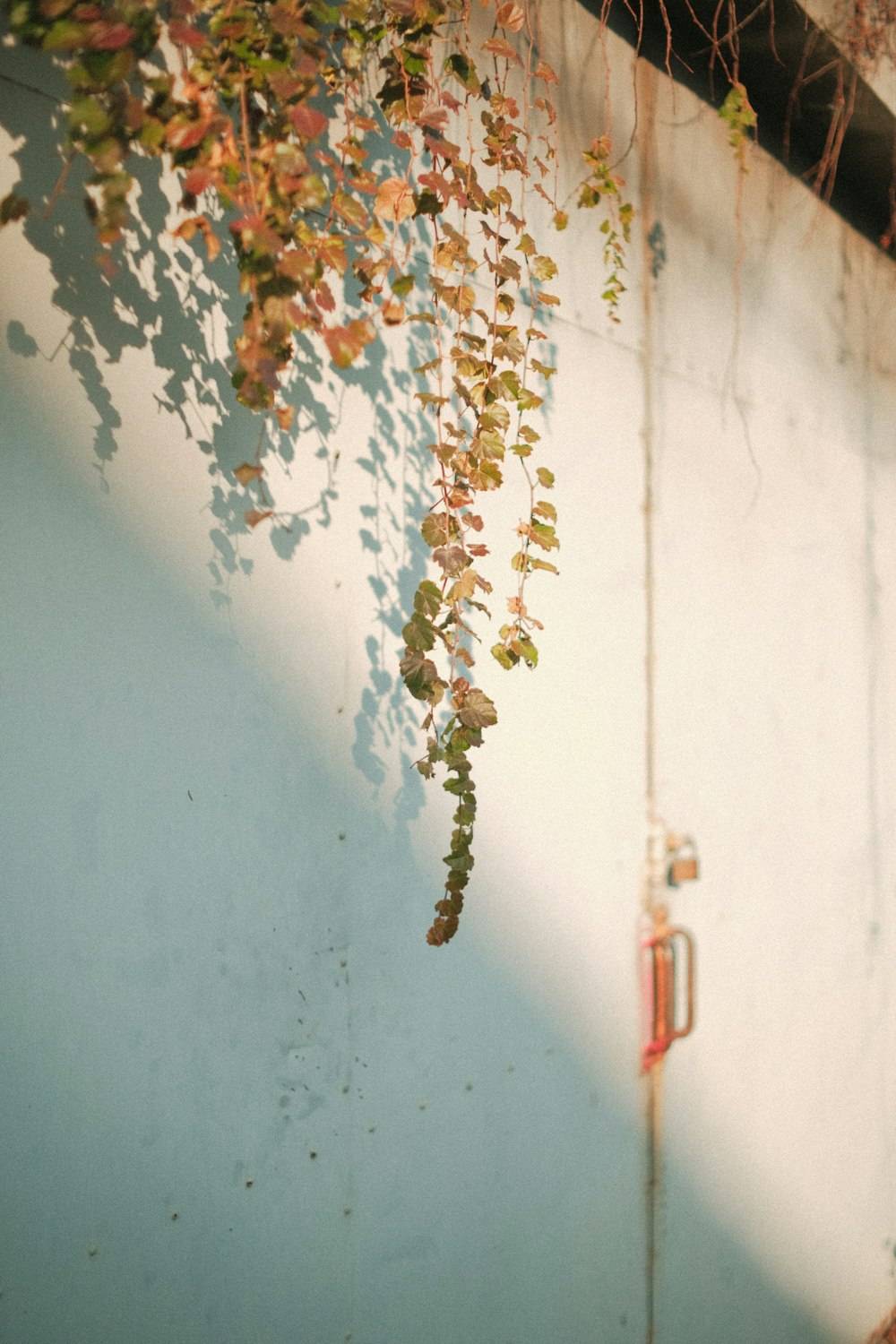 a wall with a door and a plant growing on it