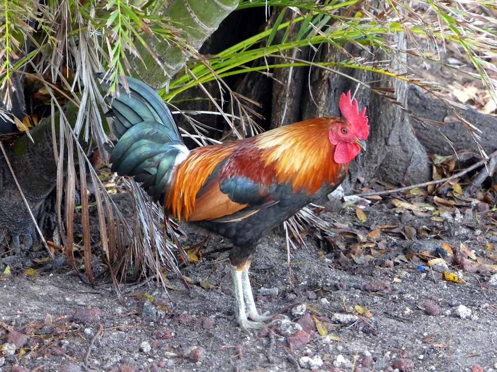 Un gallo parado en el suelo