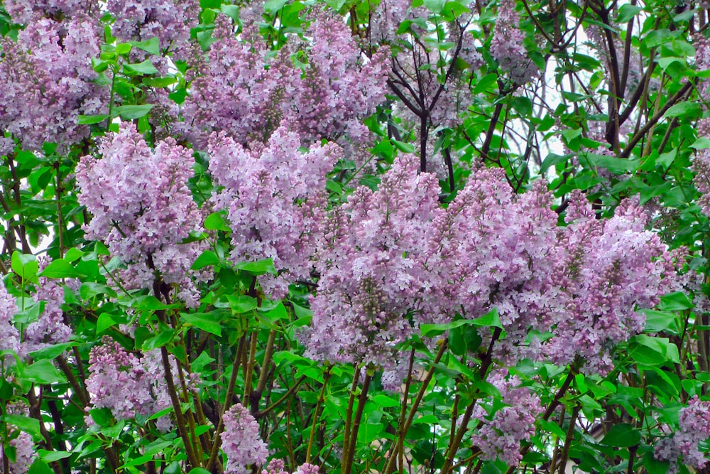 a group of trees with purple flowers