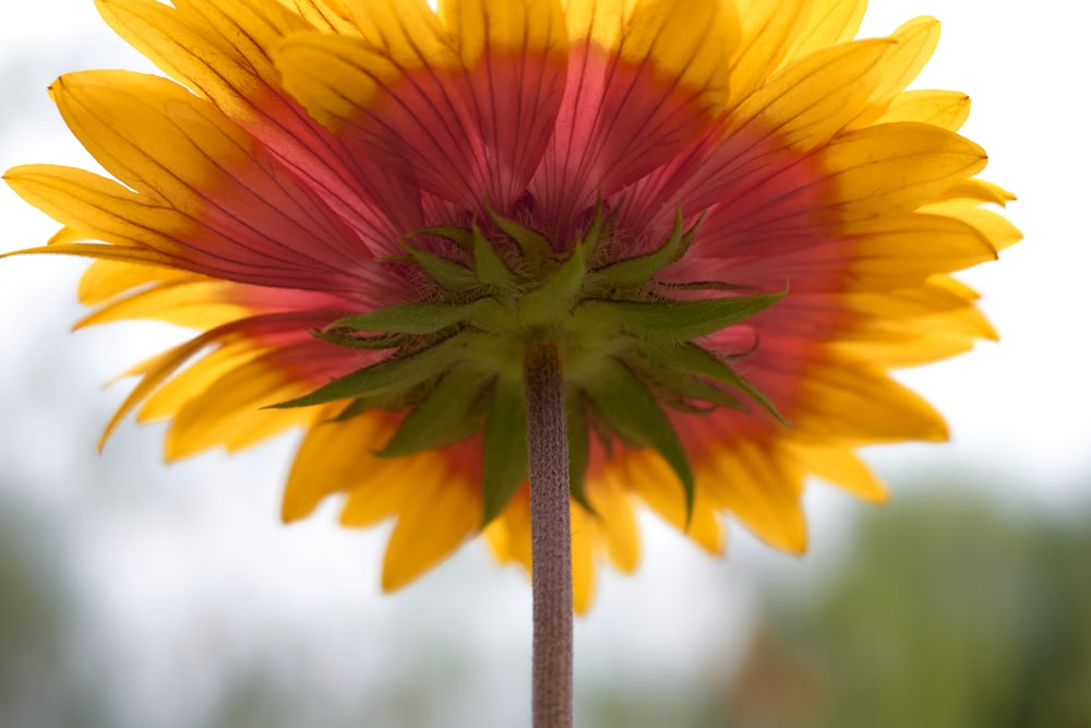 un primo piano di un fiore