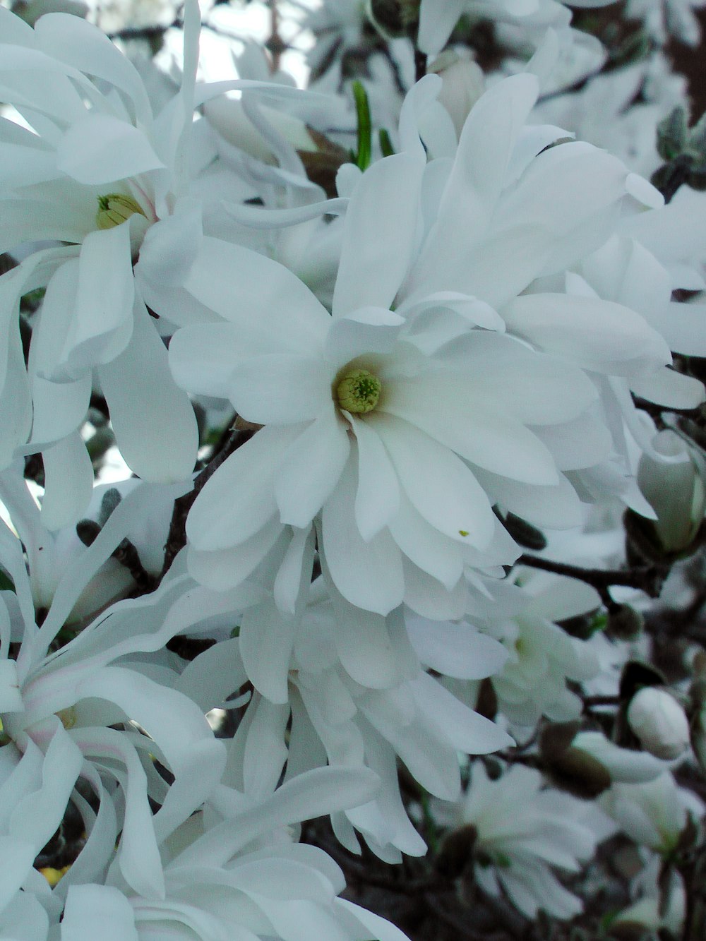 a close up of white flowers