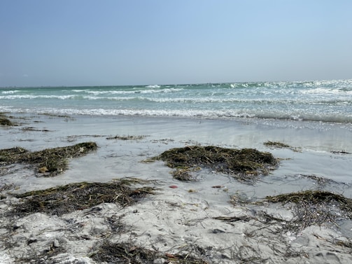 An image of a serene beach with seaweed.