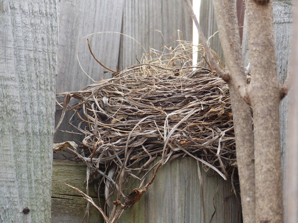 a nest of birds in a tree